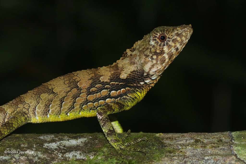 Erdelen's Horned Lizard