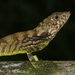 Erdelen's Horned Lizard - Photo (c) Indika Jayatissa, some rights reserved (CC BY-NC), uploaded by Indika Jayatissa