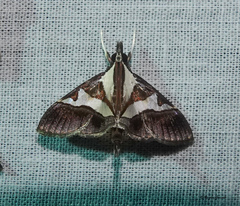 Dausara