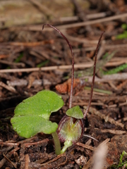 Corybas trilobus