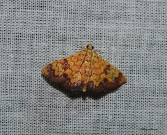 Isocentris filalis