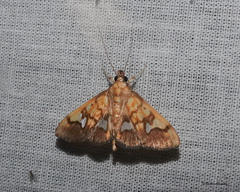 Nosophora semitritalis