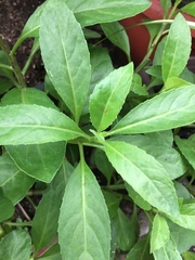 Gynura