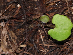 Corybas trilobus