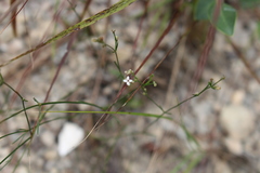 Asperula cynanchica