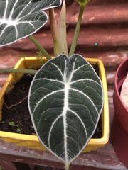 Araceae