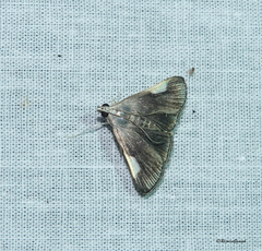 Peribona venosa