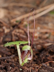 Corybas trilobus