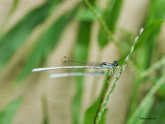 Agriocnemis lacteola