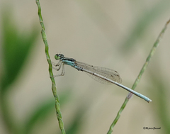 Agriocnemis lacteola