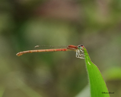 Agriocnemis clauseni