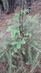 Abies vejarii
