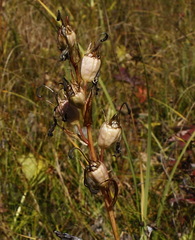 Lobelia sessilifolia