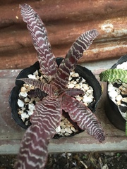Cryptanthus