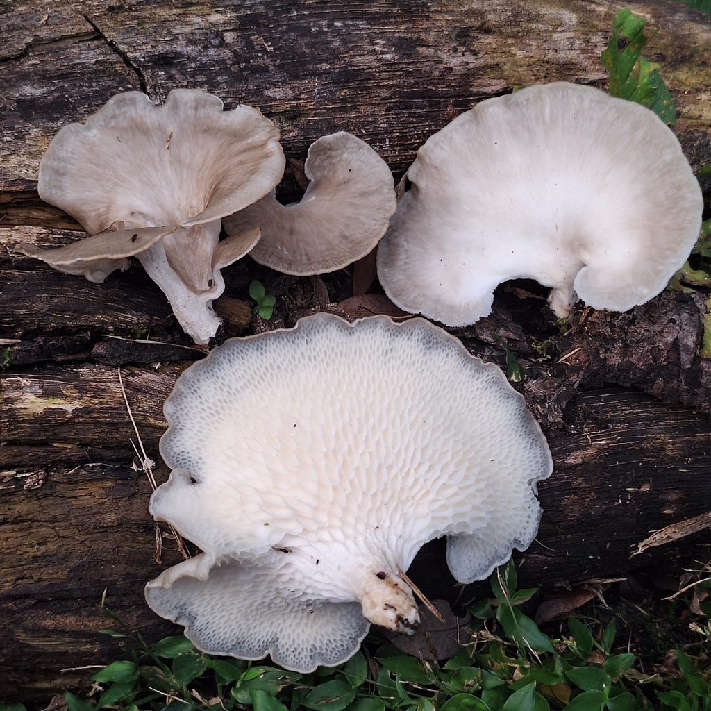 Favolus tessellatus · May 2025 · photo: © deniszabin (iNaturalist, cc-by)