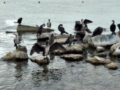 Phalacrocorax carbo