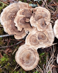 Phellodon tomentosus