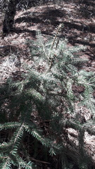 Abies vejarii
