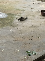 Funambulus pennantii