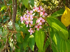 Dichaetanthera