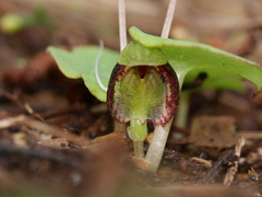 Corybas trilobus