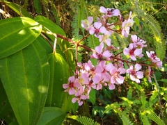 Dichaetanthera