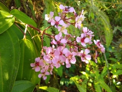 Dichaetanthera