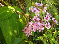 Dichaetanthera