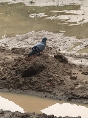 Columba livia domestica