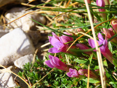 Gentianella columnae