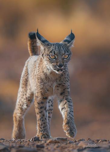 Lynxes (Genus Lynx) · iNaturalist