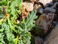 Senecio squalidus rupestris
