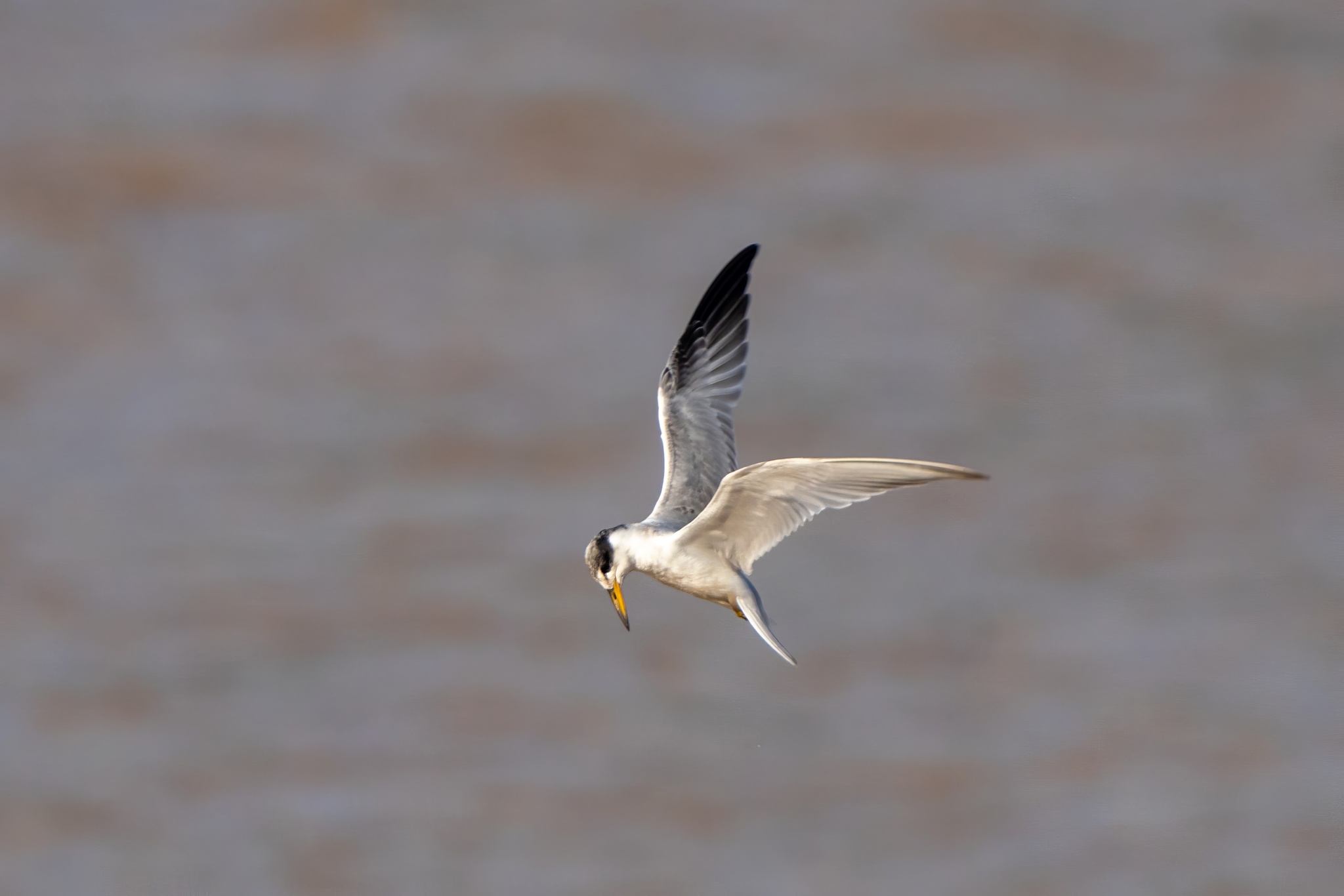 Yellow-billed Tern (Sternula superciliaris), photo 2