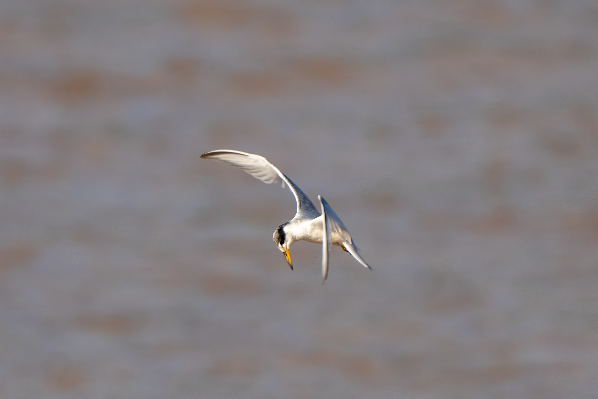 Yellow-billed Tern (Sternula superciliaris), photo 3