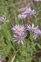 Aster amellus