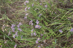 Aster amellus