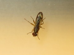 Opomyza germinationis