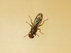 Opomyza germinationis
