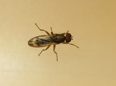 Opomyza germinationis