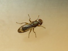 Opomyza germinationis