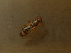Opomyza germinationis