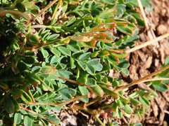 Coronilla vaginalis
