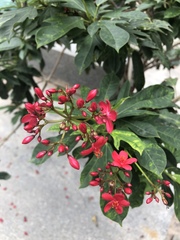 Jatropha integerrima