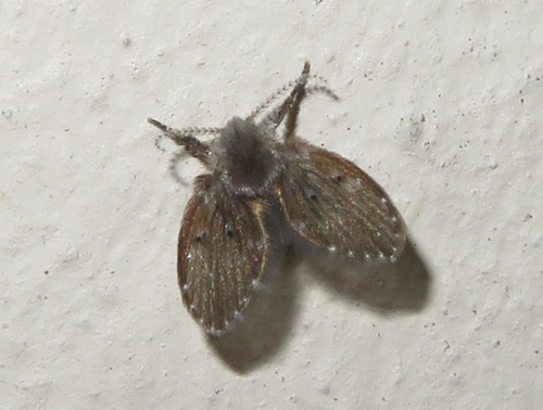 Bathroom Moth Fly, Zuid-Holland, Nederland, photo 7 of 10