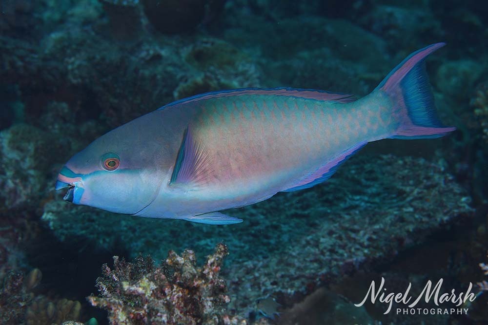 Forsten's Parrotfish