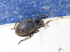 Otiorhynchus aurifer