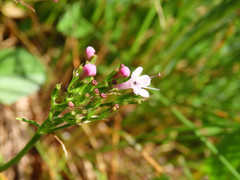 Valeriana montana