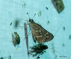 Taractrocera maevius