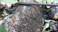 Oecophylla smaragdina