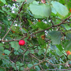Crataegus coccinea